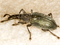 Ceratapion gibbirostre